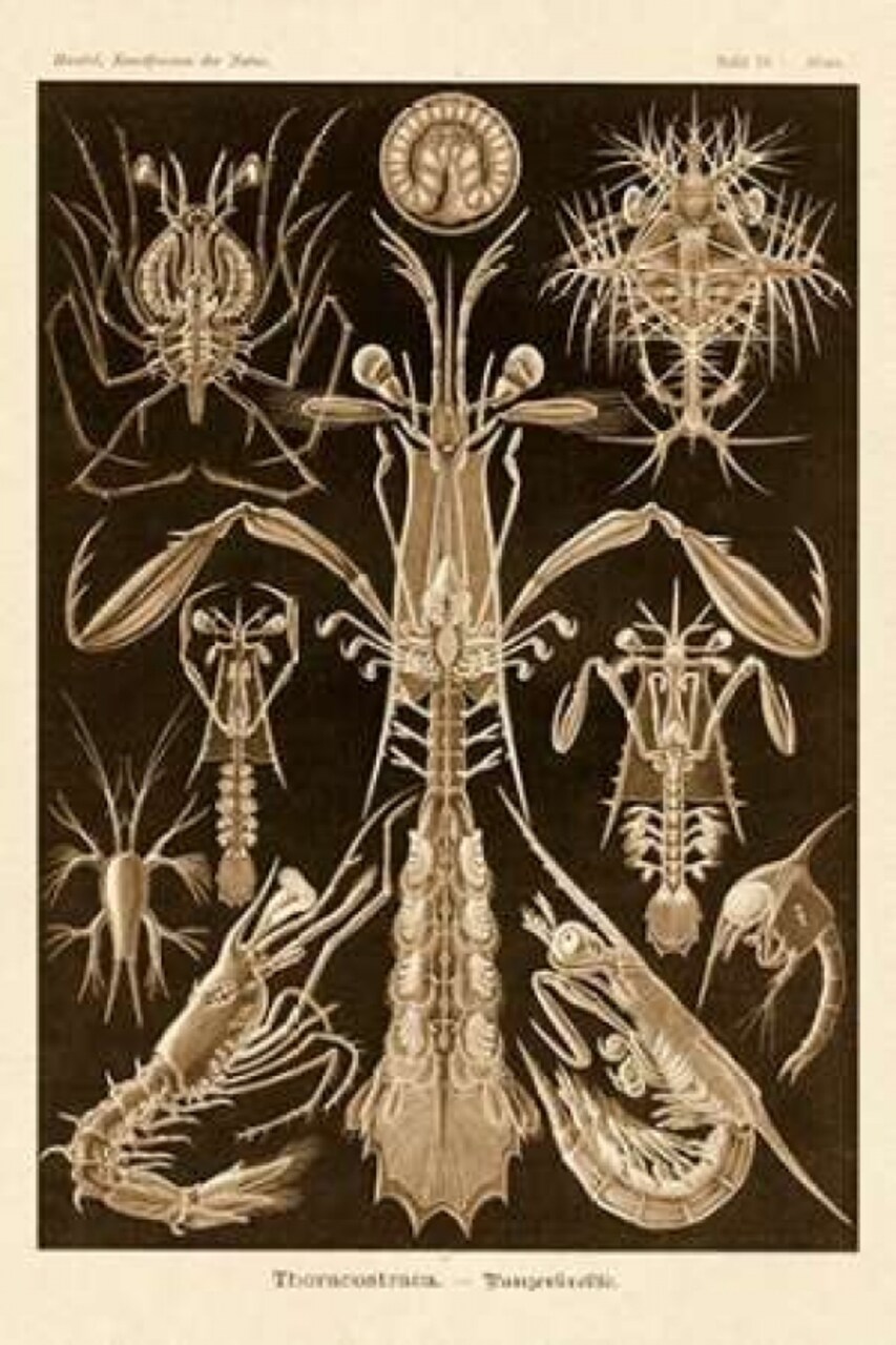 Haeckel Nature Illustrations: Thoracostraca Crustaceans - Sepia Tint Poster Print by Ernst Haeckel - Item # VARPDX449746